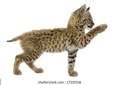 Baby Bobcat Reaching Out, Isolated On A White Background