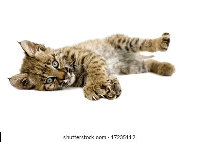 Baby Bobcat Resting And Stretching His Claws, Isolated On A White Background