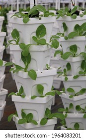 Baby Bok Choy In Vertical System, Bok Choy Farm