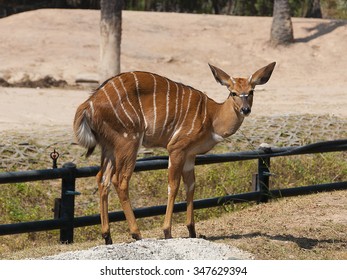 Baby Bongo Antelope