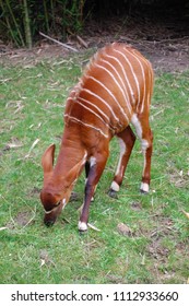 A Baby Bongo Walking Around And Grazing