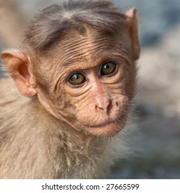 Baby Bonnet Macaque In Bandipur National Park