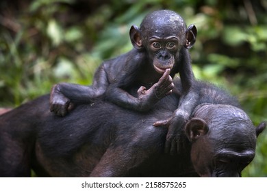 648,449 Monkey Images, Stock Photos & Vectors | Shutterstock