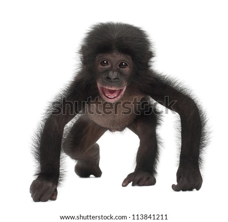 Baby bonobo, Pan paniscus, 4 months old, walking against white background