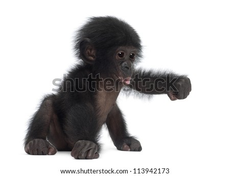 Baby bonobo, Pan paniscus, 4 months old, sitting against white background