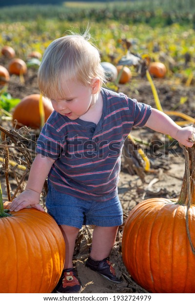 Baby boy\
choosing a pumpkin in the pumpkin\
patch
