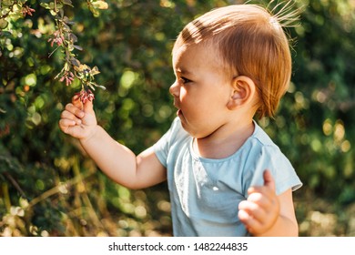 Baby Boy Touches Green Leaves. Lifestyle Homeschooling, Eco Life, Conscious, Close To Nature Development. Sunny Day