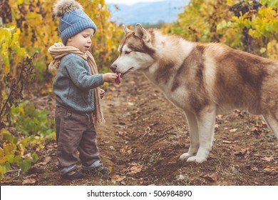 Baby boy in vineyard with husky dog
