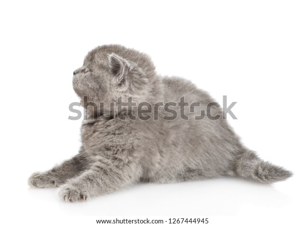 Baby British Shorthair Kitten Lying Profile Stock Photo Edit Now