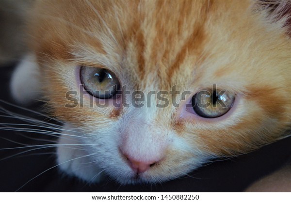 Baby British Shorthair Kitten Orange Blue Stock Photo Edit Now