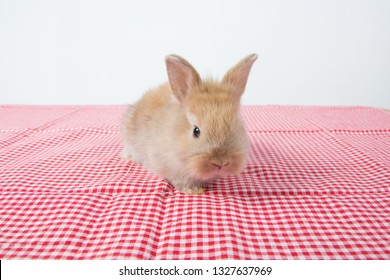 Baby Brown Bunny Or Fluffy Young Tiny Rabbit Sitting On Red Table Runner