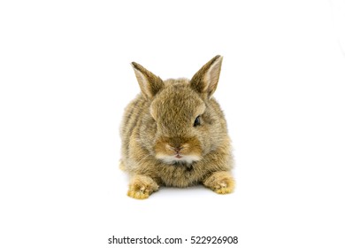 Baby Brown Holland Lops Rabbit With White Background