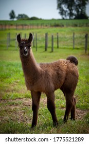 Curious Baby Llama Images Stock Photos Vectors Shutterstock