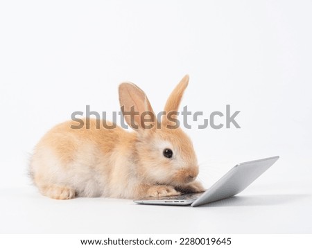 Baby brown rabbit with laptop on whitebackground. Lovely baby rabbit looking and working with notebook.