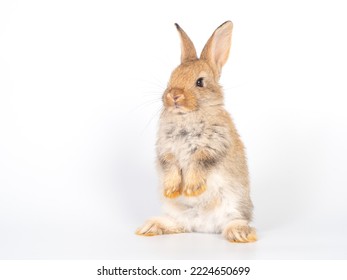 Side View Cute Baby Rabbit Standing Stock Photo 2210941717 | Shutterstock