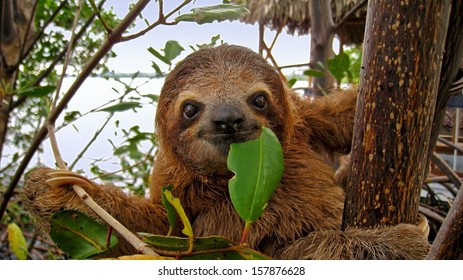 Baby Brown Throated Three Toed Sloth In The Mangrove, Caribbean,  Costa Rica