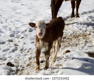 Baby Brown And White Cow Calf Walking Through The Snow In A Pasture On A Cold And Sunny Winter Day,