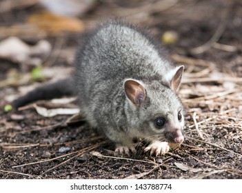 Baby Brushtail Possum