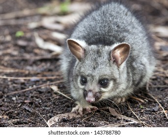 Baby Brushtail Possum