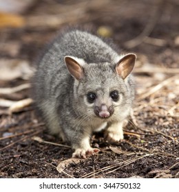 Baby Brushtail Possum