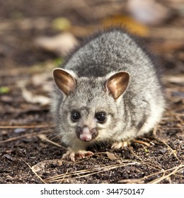 Baby Brushtail Possum