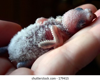 Baby Budgie