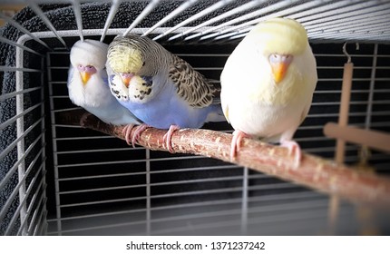 Baby Budgie Birds In A Cage