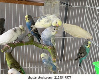 Baby Budgie In A Cage. Selecteiv Focus