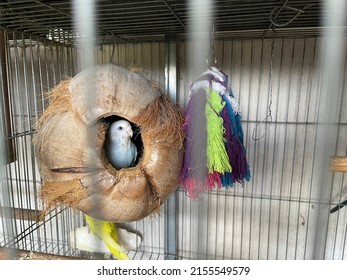 Baby Budgie In A Cage. Selecteiv Focus