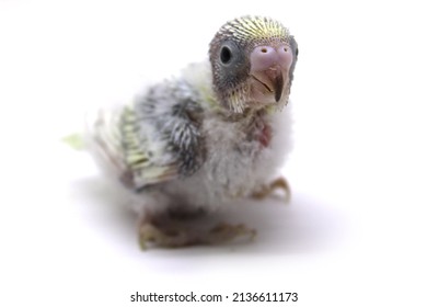 Baby Budgie With White Background