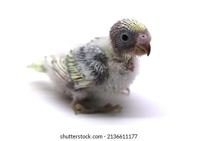 Baby Budgie With White Background