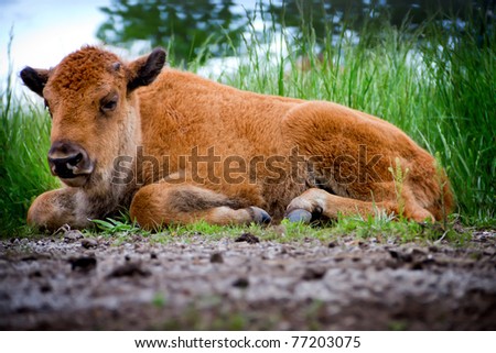 A baby buffalo laying in a prairie.  Buffalo once ran the Great Plains of the United States.  They are still numbered in select areas of the United States.