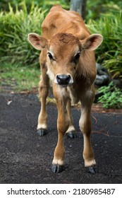 Baby  Bull Calf In Green Pasture