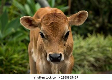 Baby  Bull Calf In Green Pasture