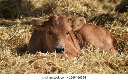 A baby bull in the spanish cattle raising