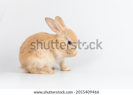 Baby bunny easter brown rabbit resting on white background. Lovely bunny easter rabbit. Animal symbol of easter day.