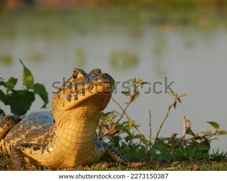 baby caiman in the river
