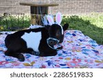 Baby calf with bunny ears on a blanket