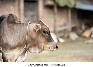 Baby Calf In A Cow Barn