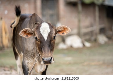 Baby Calf In A Cow Barn