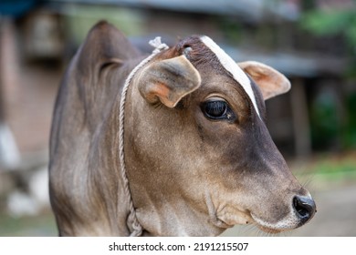 Baby Calf In A Cow Barn