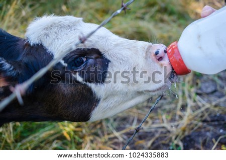 Similar – Little baby cow feeding from milk bottle.