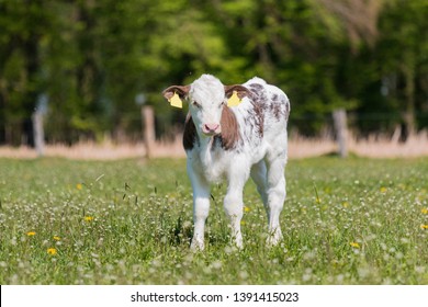 Baby Calf Exploring The Pasture 