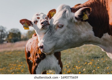 A baby calf hugging the mothers face on a yellow flower field