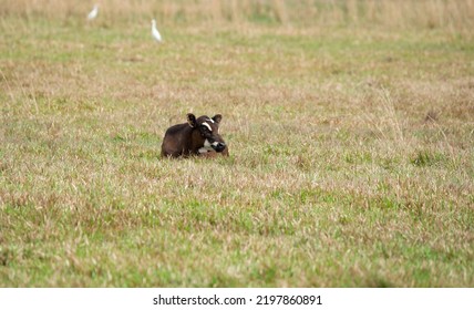 Baby Calf Laying In A Pasture