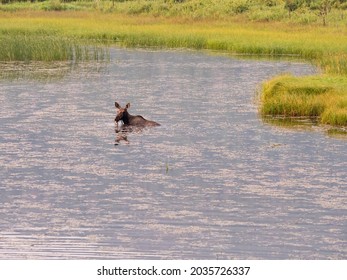 Baby Calf Moose Swimming In A Marsh Feeding At Dawn.