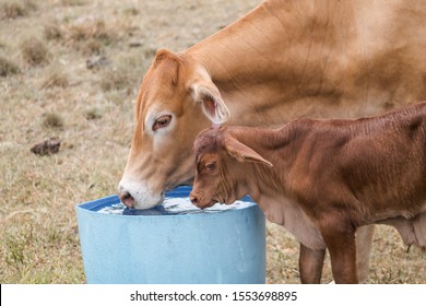 Baby calf and mother drinking water together