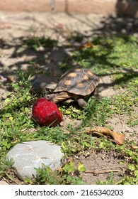 Baby California Desert Tortoise Eating