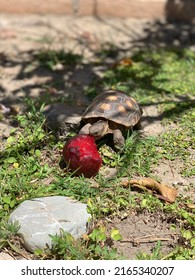 Baby California Desert Tortoise Eating