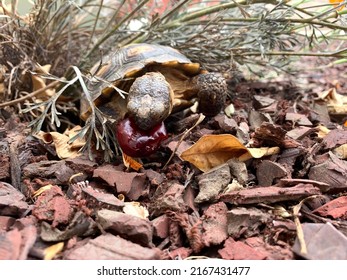 Baby California Desert Tortoise Eating A Cherry